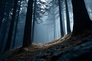 Misty morning light filters through, a Nature Photo by MistyDay