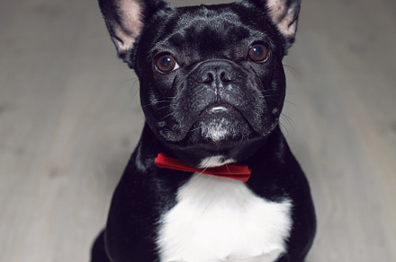 young dog black french bulldog stands on the floor of a house in a red bow tie, an Animal Photo by SaulichPhoto