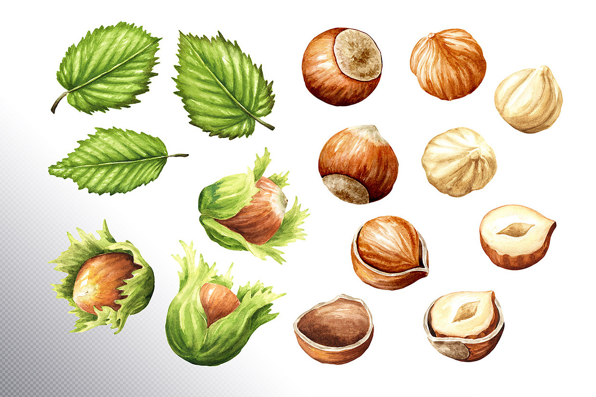 Huzelnuts. Watercolor collection, a Food Illustration by Daria Ustiugova (Photo 19 of 23)