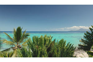 Palm trees swaying on tropical, a Nature Photo by Goinyk