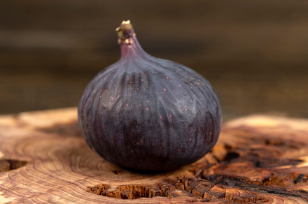 one purple figs on a juniper board, ripe fig fruit on the kitchen table before, a Photo by MyPhotos