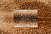 Tactile Textures: Deer, Plaid, Paper, a Texture Graphic by Lana Elanor (Thumbnail 2 of 12)