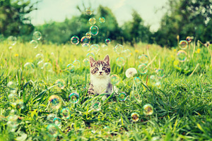 Kitten among soap bubbles
