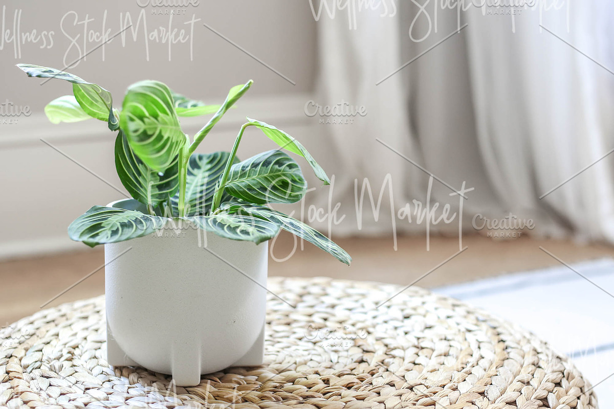 Holistic Lifestyle Bundle (Green), a Health & Medical Photo by Wellness Stock Market (Photo 34 of 37)
