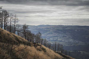 Burnt forest and wind farm, a Nature Photo by SkyNext