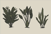 East Indies Botanical Illustrations, a Decorative Illustration by Rusted Works (Thumbnail 5 of 10)