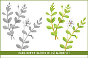 Bacopa Botanical Illustration Set, an Illustration by Anna Repp Illustration (Thumbnail 1 of 7)