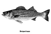 Fish collection, part 4, an Illustration by ZotovShop (Thumbnail 8 of 11)