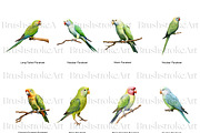 Parakeet Clipart, Macaw Parrot PNG, an Animal Illustration by BrushstrokeArtGB (Thumbnail 4 of 9)