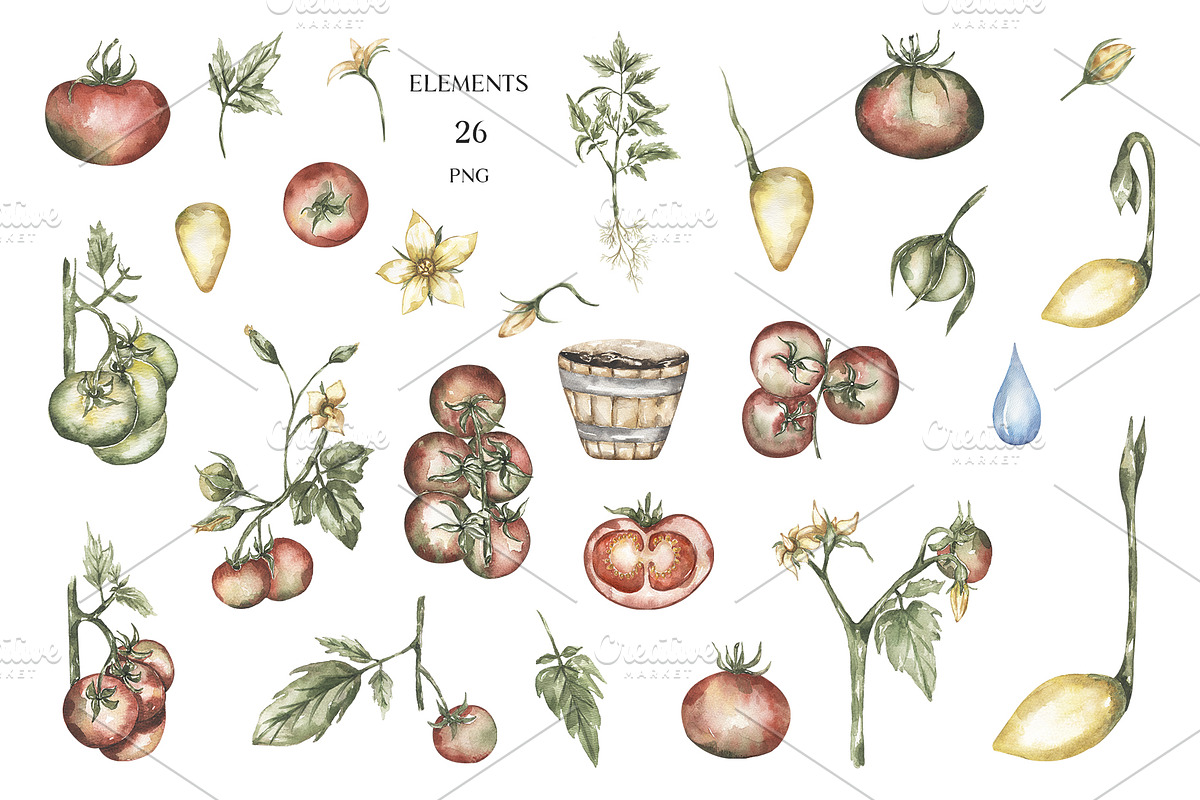 Watercolor Life Cycle Bundle, an Education Illustration by MayaNavits (Photo 18 of 22)