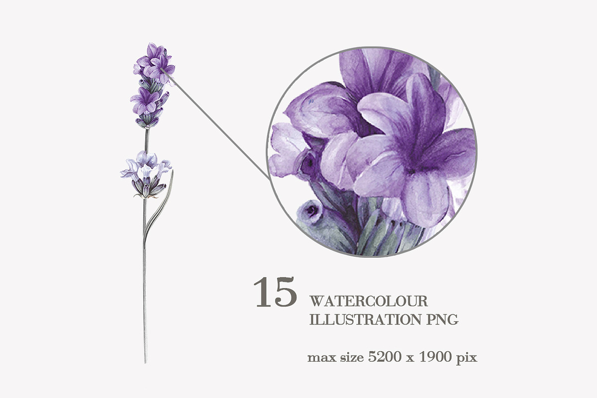34 Lavender branch and bouquet, an Illustration by Kotkoa (Photo 5 of 7)