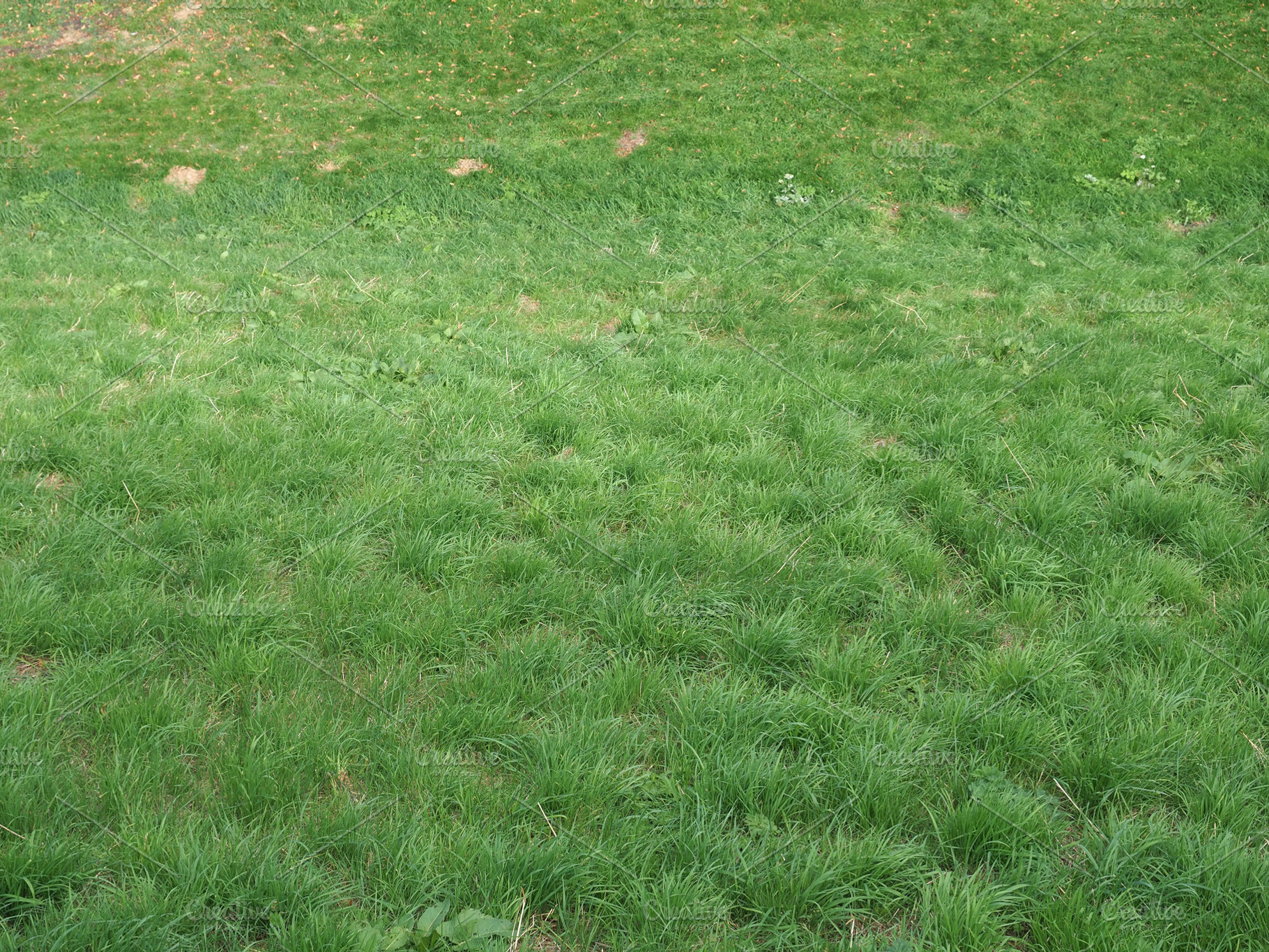 green meadow background, a Photo by WorldOfPhotos