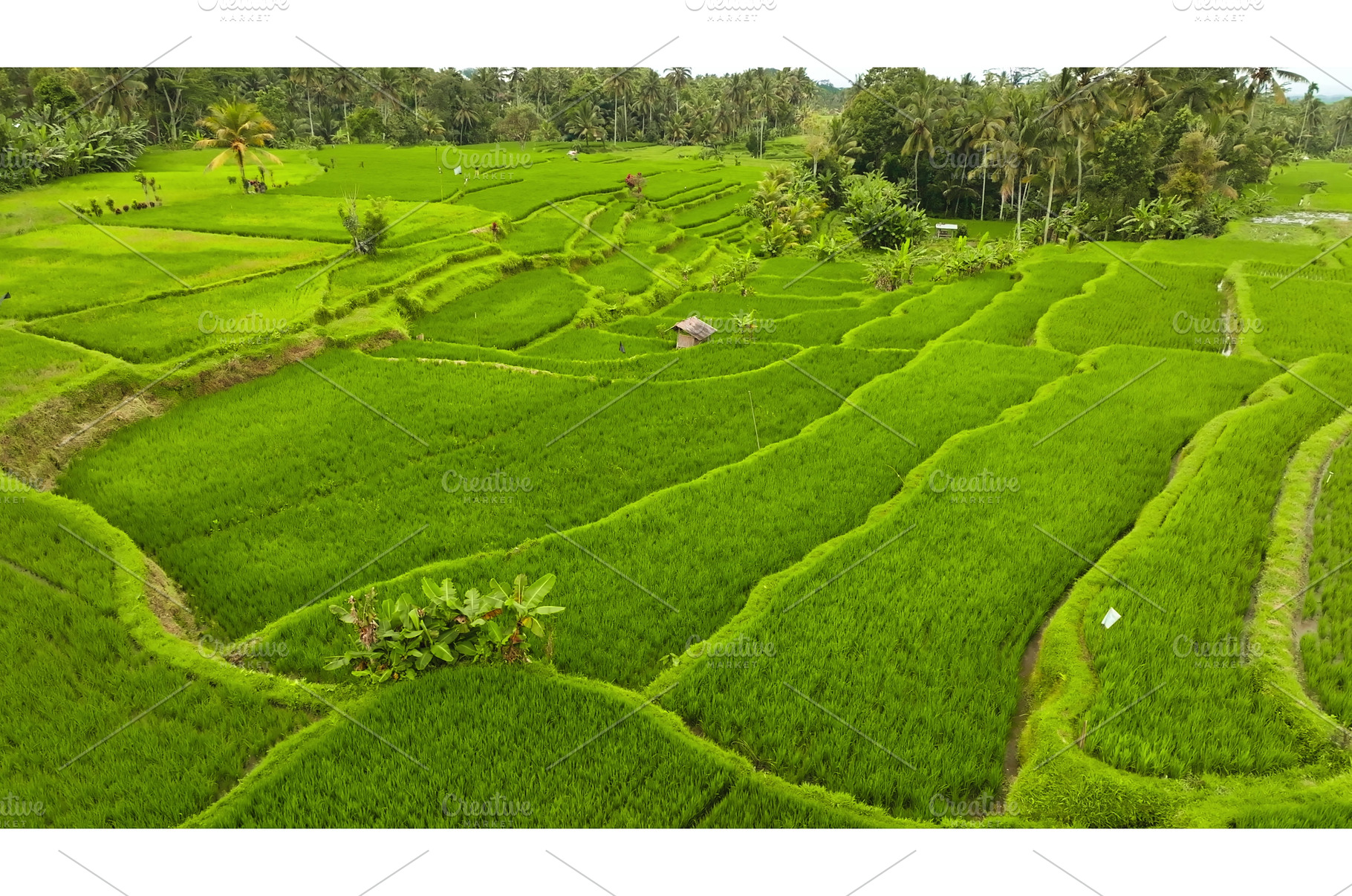 Ubud rice terraces creating patterns, a Nature Photo by Goinyk