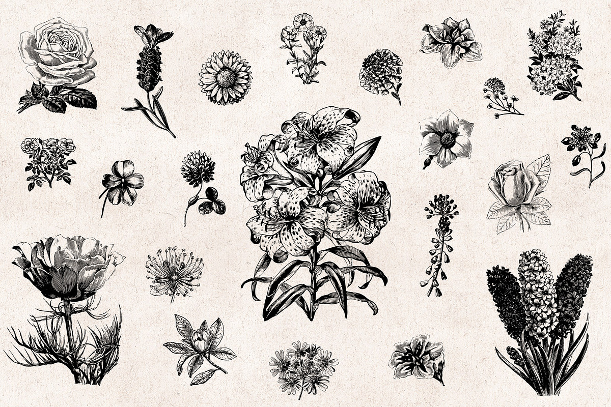 Flowers Engravings, an Object Graphic by Graphic Goods (Photo 4 of 6)