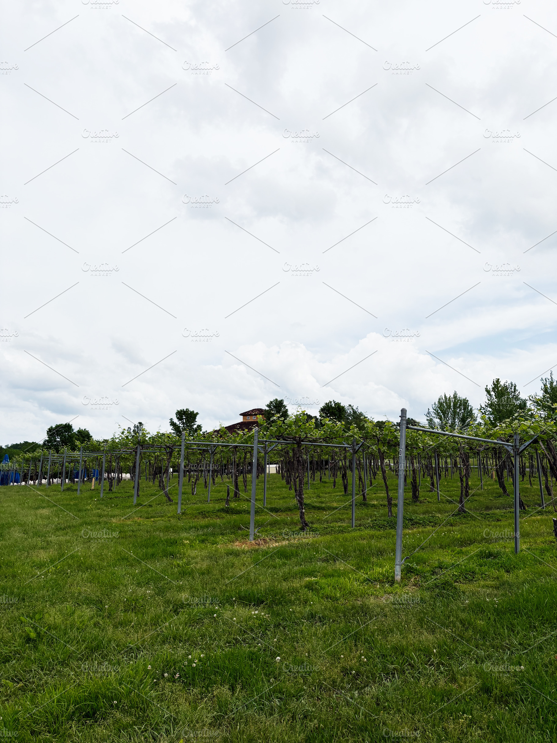 Vineyard rows under cloudy sky in Indiana, USA with distant farmhouse and green, a Photo by AS photostudio
