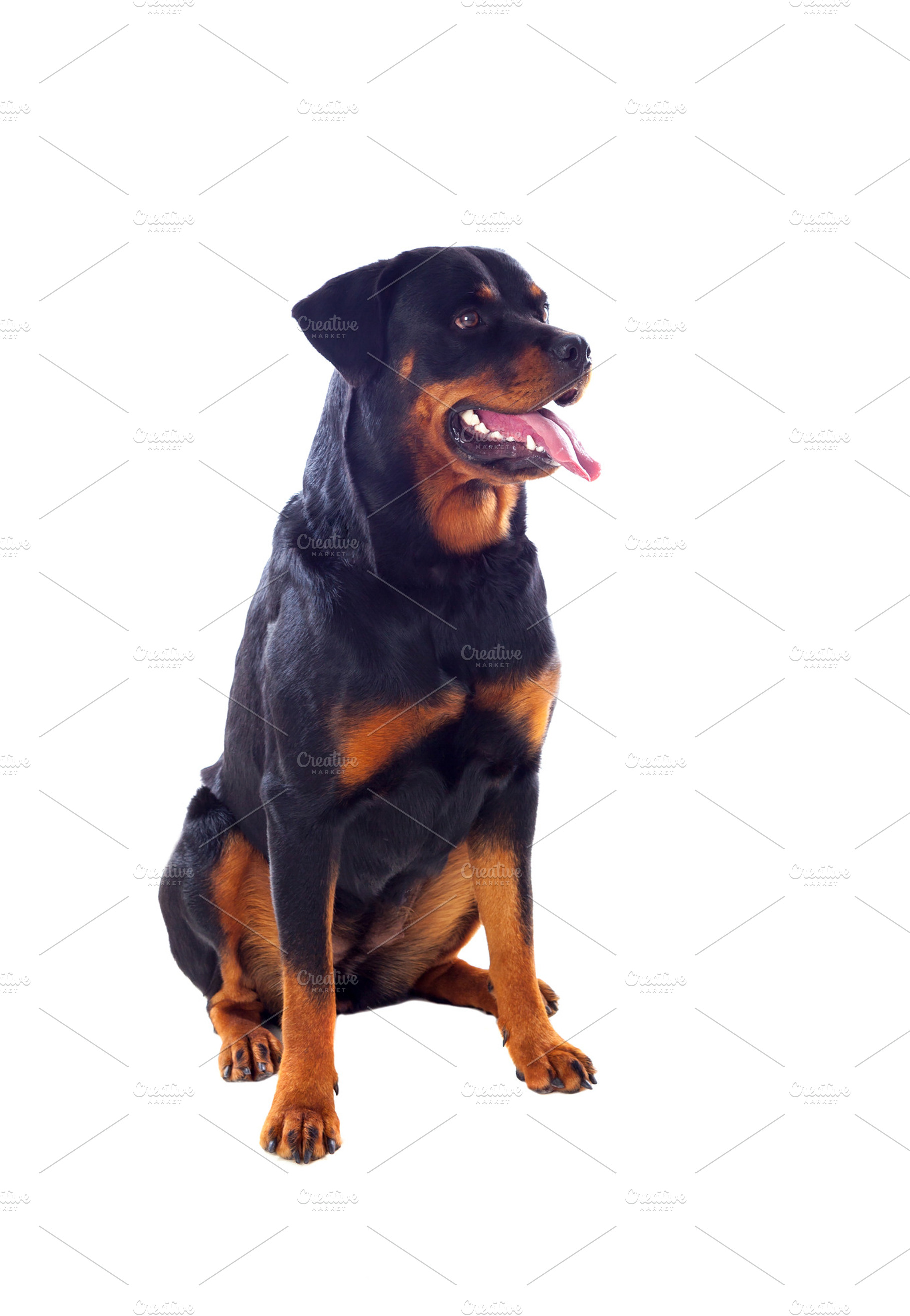 Dog in studio stock photo containing rottweiler and dog, an Animal Photo by José Manuel Gelpi