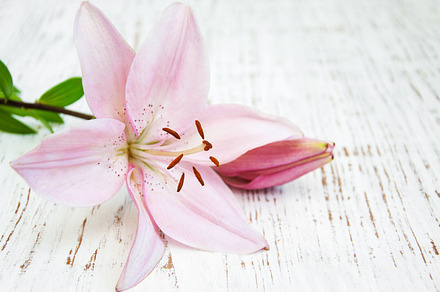 Pink lily containing lily, wooden, and old, a Nature Photo by Olena Rudo