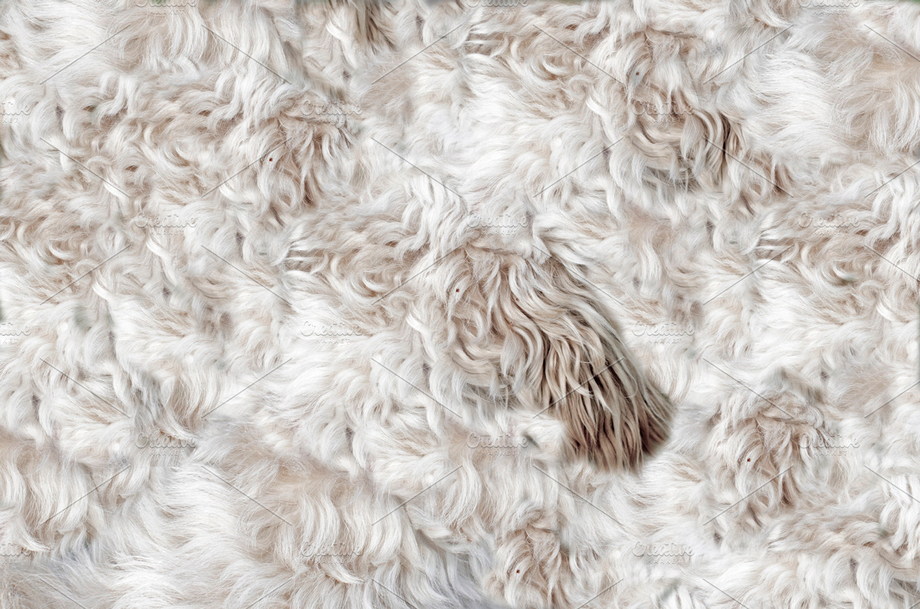 Dog's fur, an Abstract Photo by Knofe