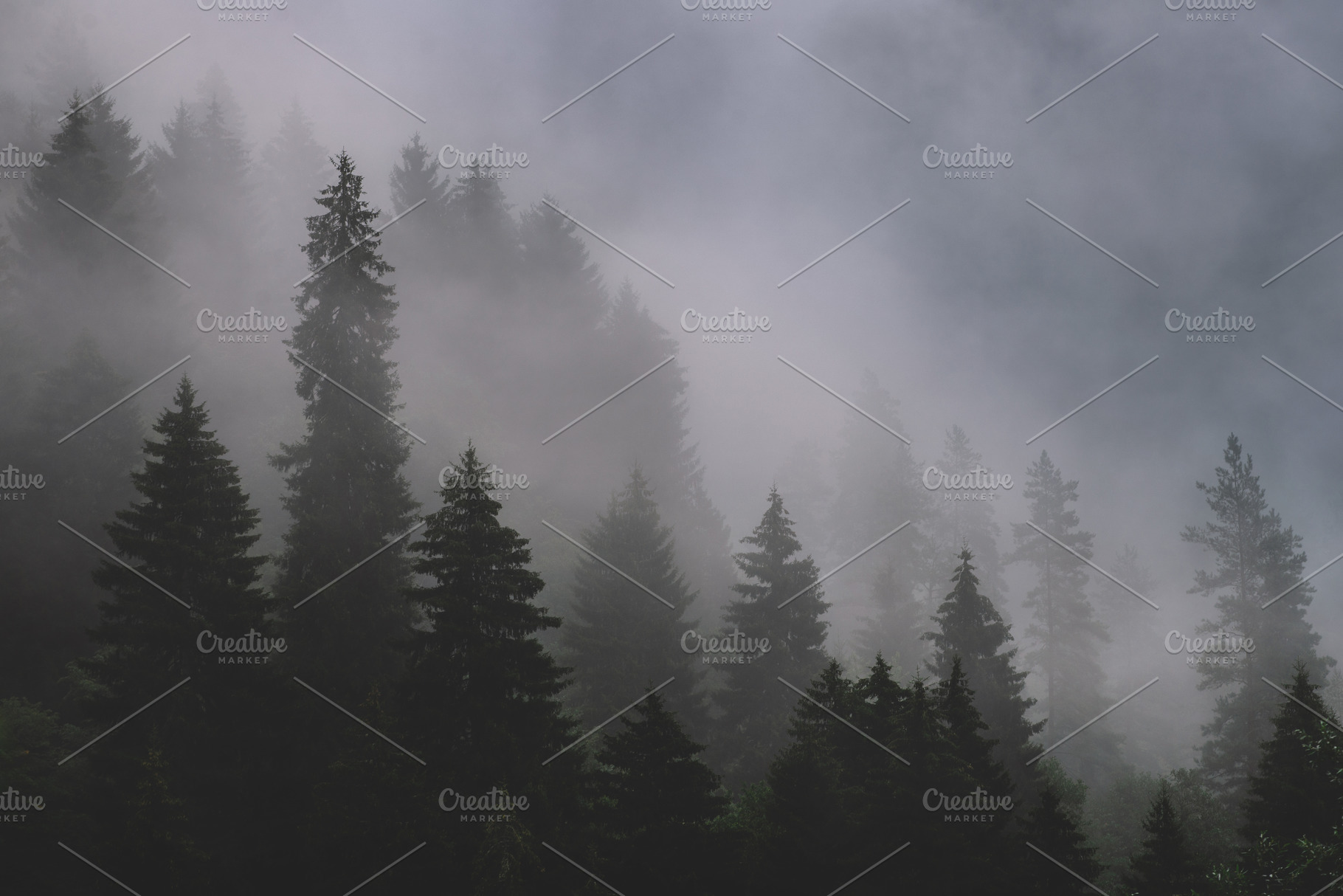 Foggy forest stock photo containing alps mountains and alps summer, a Nature Photo by David Khelashvili