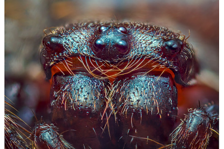 Scary portrait of Walnut orb-weaver, an Animal Photo by Lukas Jonaitis SHOP