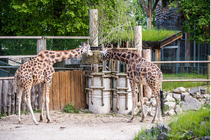 Giraffes standing tall and eating, an Animal Photo by COLORFUL