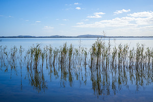 Scenic view of Lake Colac with reeds and mountains, Australia, a Nature Photo by GoodGoods