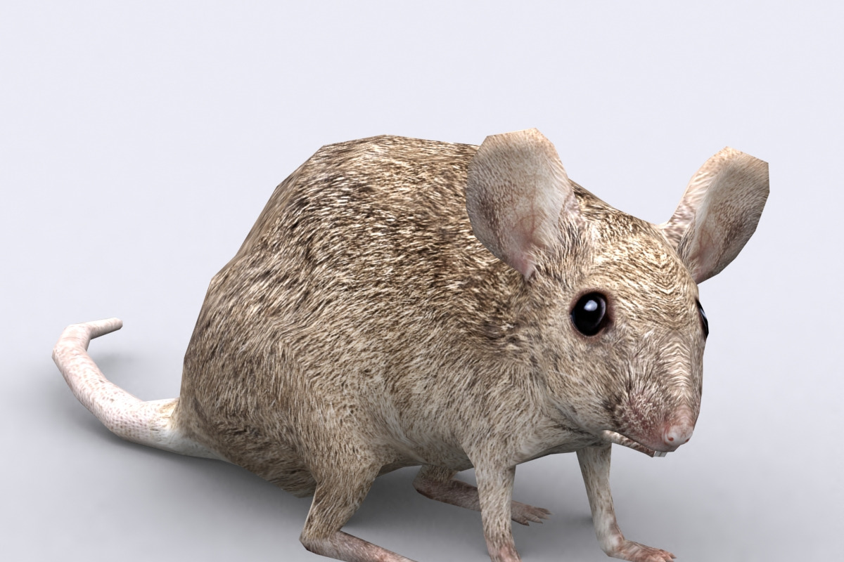 3DRT -Birds and critters - Mouse, an Animal 3D Model by 3DRT.com (Photo 3 of 3)
