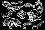 Reptiles, an Animal Illustration by Ecaterina Sciuchina (Thumbnail 2 of 5)