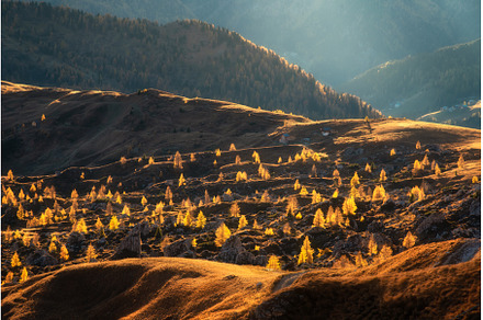 Beautiful orange trees on mountain, a Nature Photo by den-belitsky