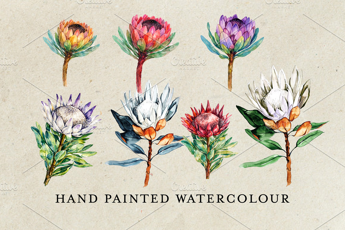 South African Flowers, a Decorative Illustration by Karliefie (Photo 2 of 5)