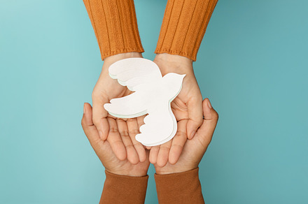 Hands gently holding a white dove symbolizing peace, harmony, hu