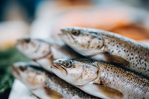 Fresh raw trout fish displayed on a, a Food & Drink Photo by MistyDay
