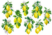 Watercolor fruits clipart, an Illustration by Hanna Hryharenka (Thumbnail 13 of 14)