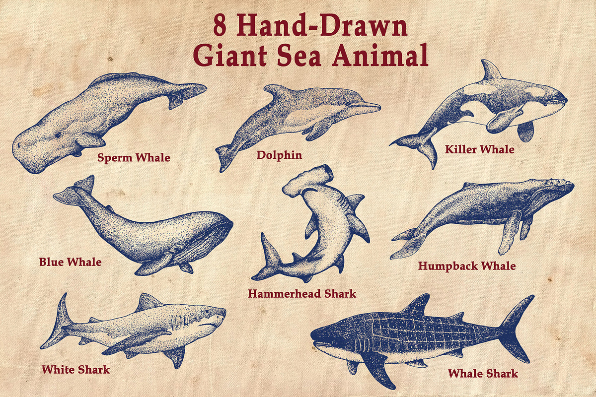Giant Sea Animal Hand Drawn Elements, an Animal Illustration by Artolabs (Photo 2 of 5)