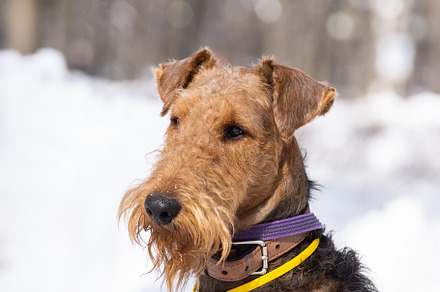 Welsh terrier on white snow, an Animal Photo by AlexBush