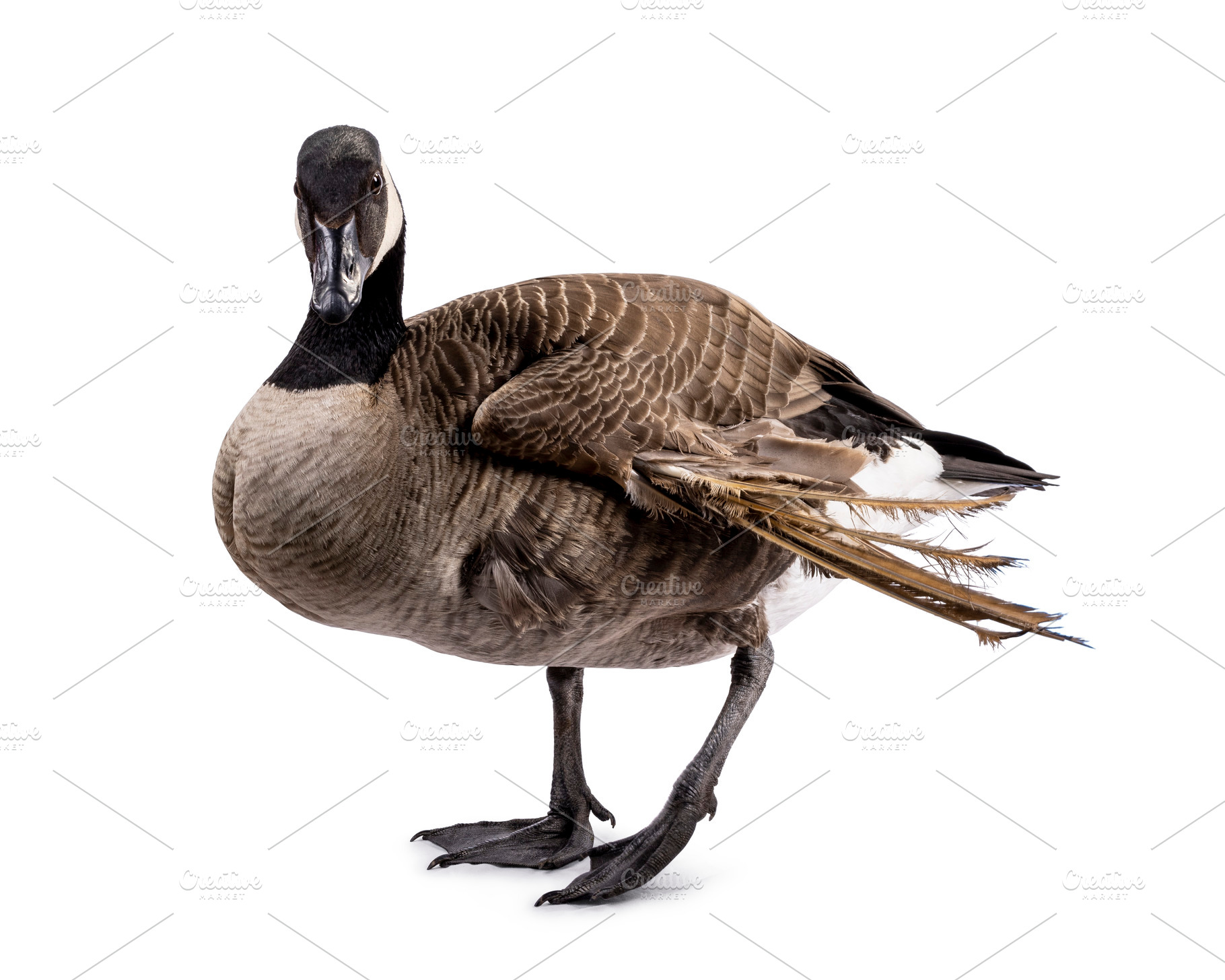Small Canadian Goose on white background, a Photo by Cat'chy Images by Nynke