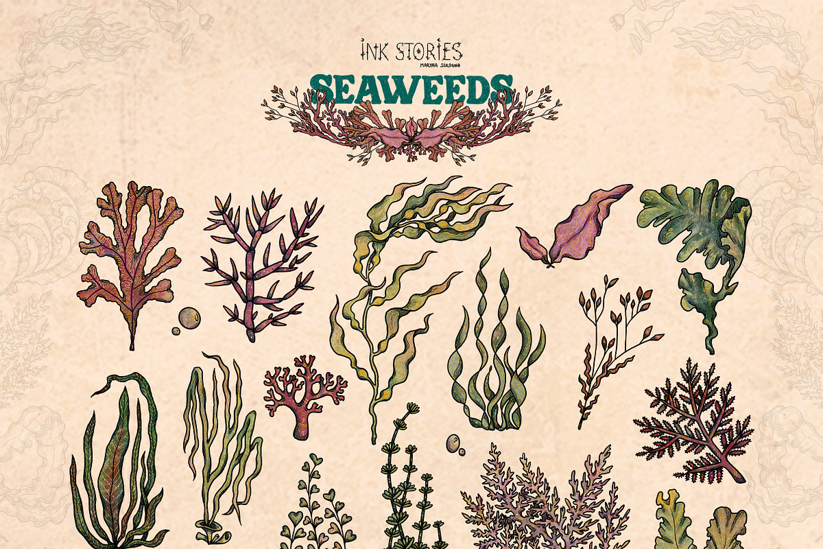 Seaweeds, an Object Illustration by Ink Stories (Photo 2 of 24)