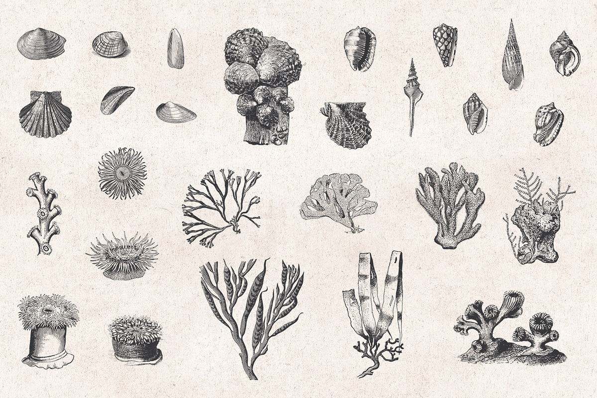 Fishes & Sea Life Engravings Set, a Food Illustration by Graphic Goods (Photo 5 of 7)