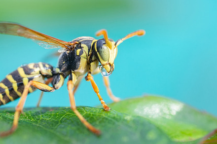 The wasp is sitting on green leaves., an Animal Photo by AlexBush