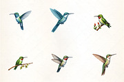 Beautiful Hummingbird Clipart, an Illustration by CrexoraLab (Thumbnail 1 of 5)