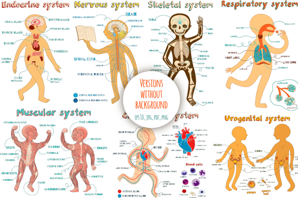 Human Anatomy for kids, an Education Illustration by Shusha Guna Art (Photo 7 of 9)