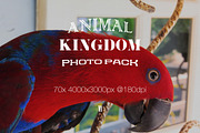 Animal Kingdom Photo Pack V1 preview 2