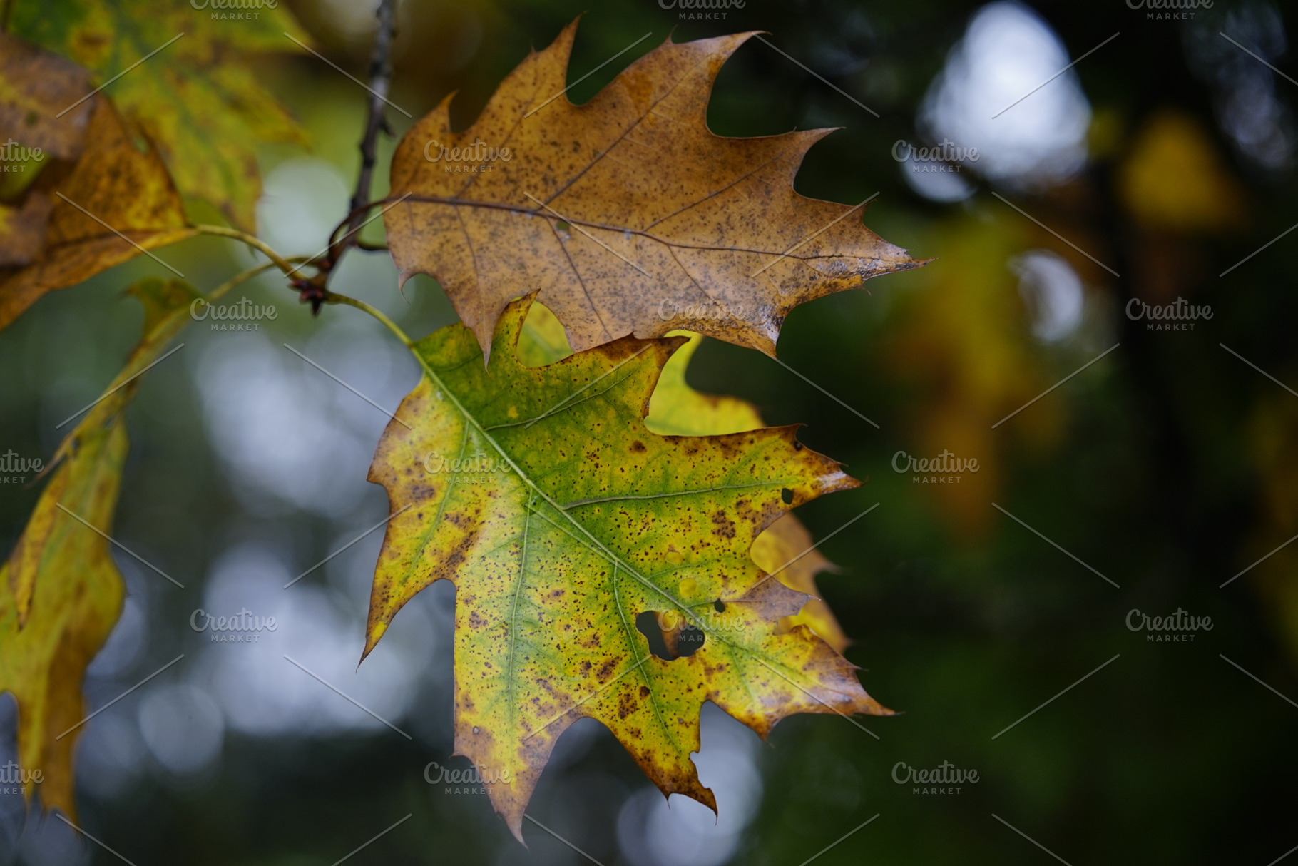Autumn leaves featuring fall, nature, and autumn, a Nature Photo by Nazar Hrabovyi