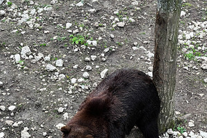 Brown bear standing near a tree in a natural outdoor habitat, a Photo by AS photostudio
