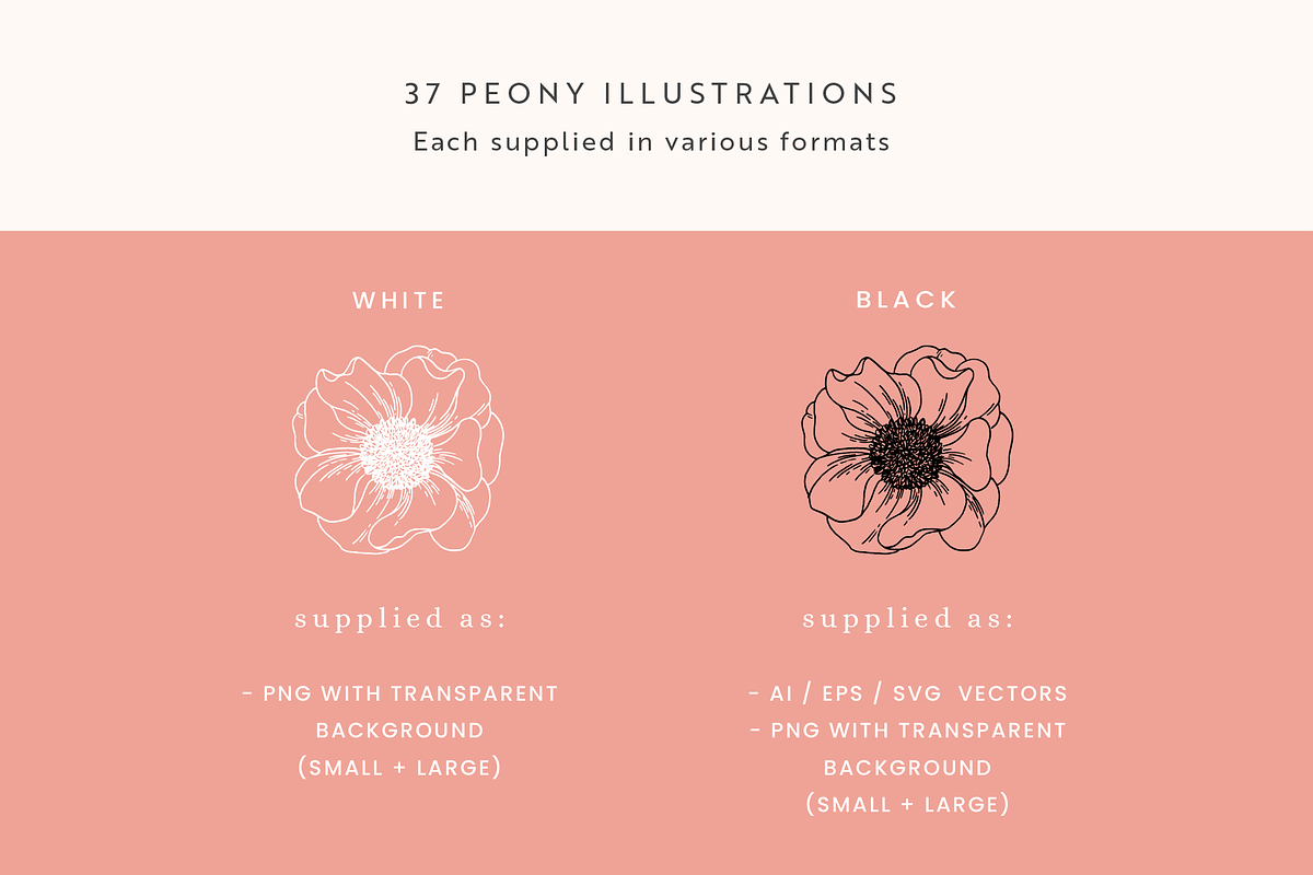 Peonies Vector Illustrations, a Decorative Illustration by Emma Webb Studio (Photo 3 of 9)