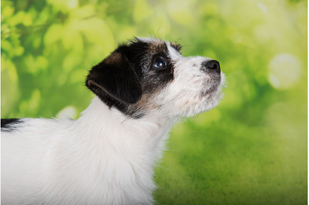 Jack Russell Terrier puppy broken, an Animal Photo by COLORFUL