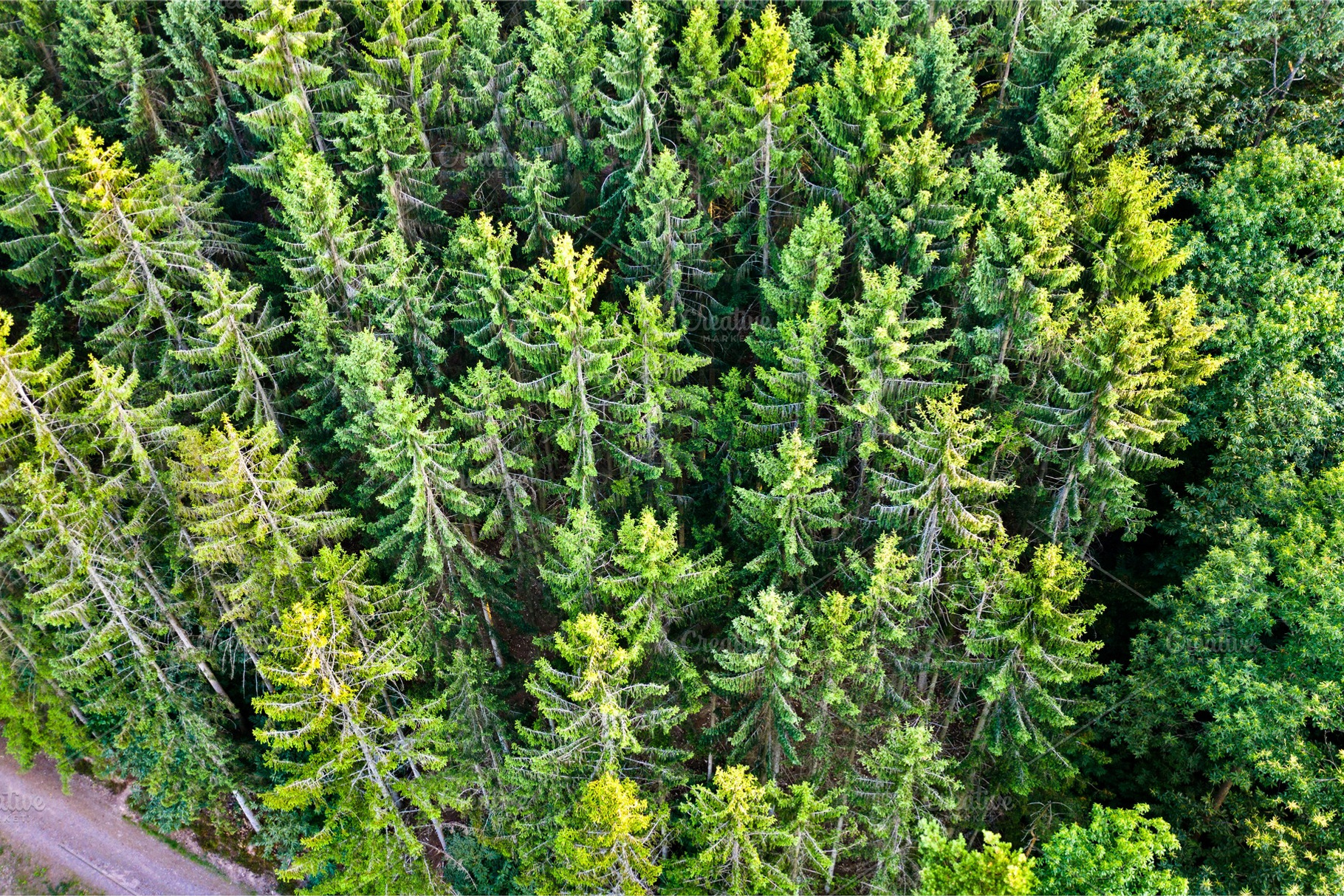 Aerial view of trees in the vosges stock photo containing forest and france, a Nature Photo by Leonid Andronov