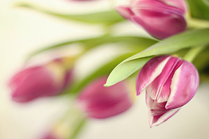 Tulip Love