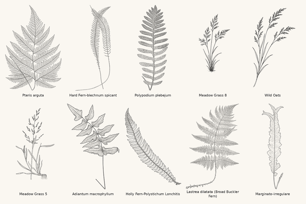 Fern & Grass Line Art Collection, a Decorative Illustration by AW Studios (Photo 5 of 11)