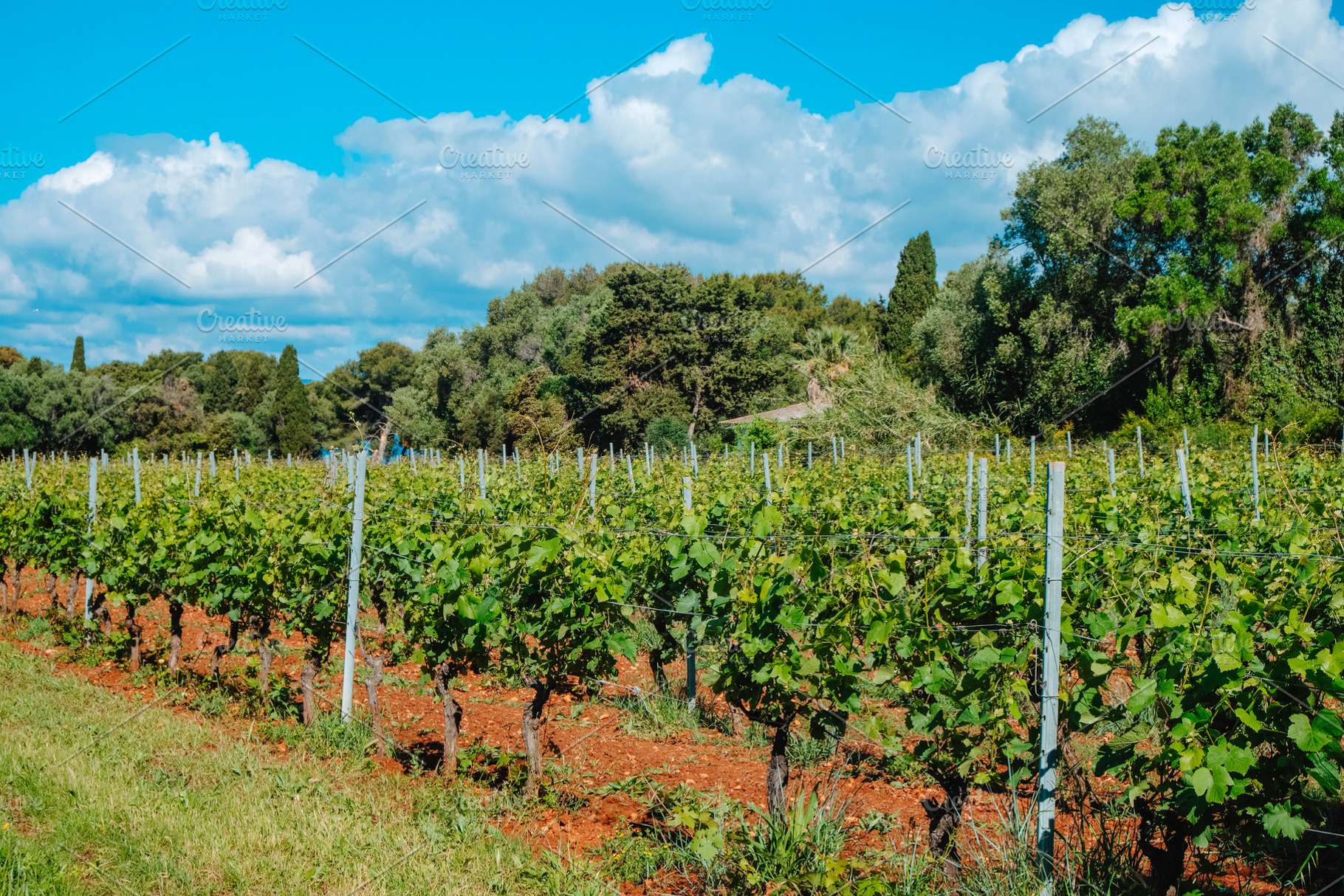vines with red soil and trees on Ile Saint-Honorat, a Photo by Nito